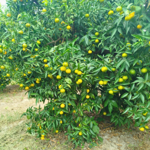 Clementine Comune