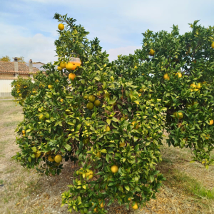 Arance 315 ISA