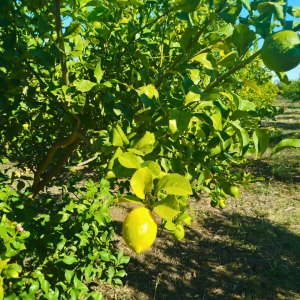 Limone