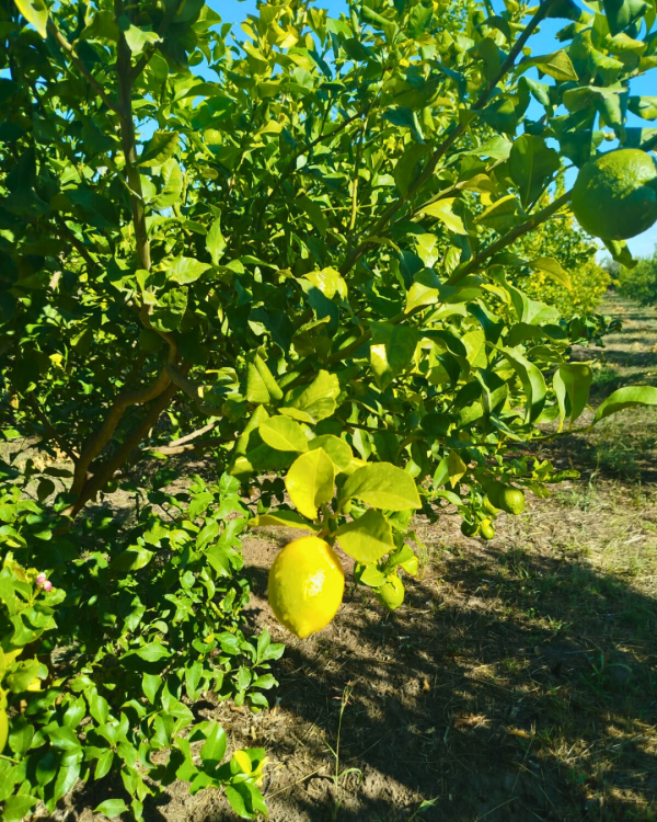 Limone