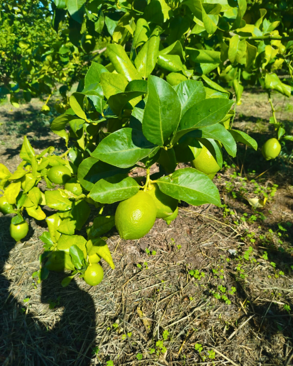Limone - immagine 4