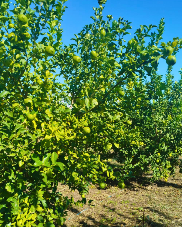 Limone - immagine 2