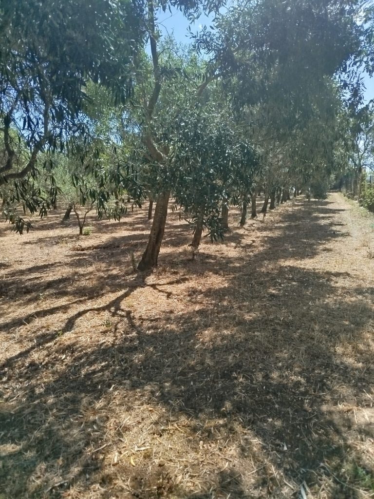 Uliveto_2
